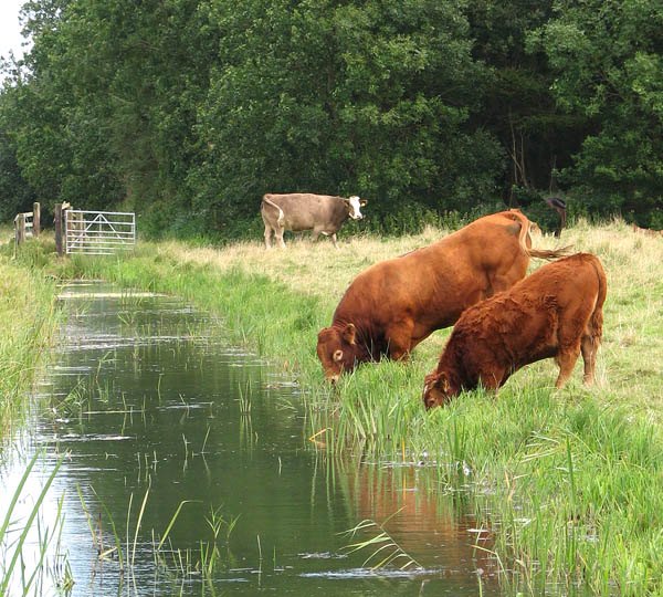 Cattle_at_drainage_ditch_-_geograph.org.uk_-_1480229
